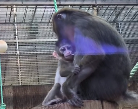 Калининградский зоопарк показал подросшего детёныша мандрила