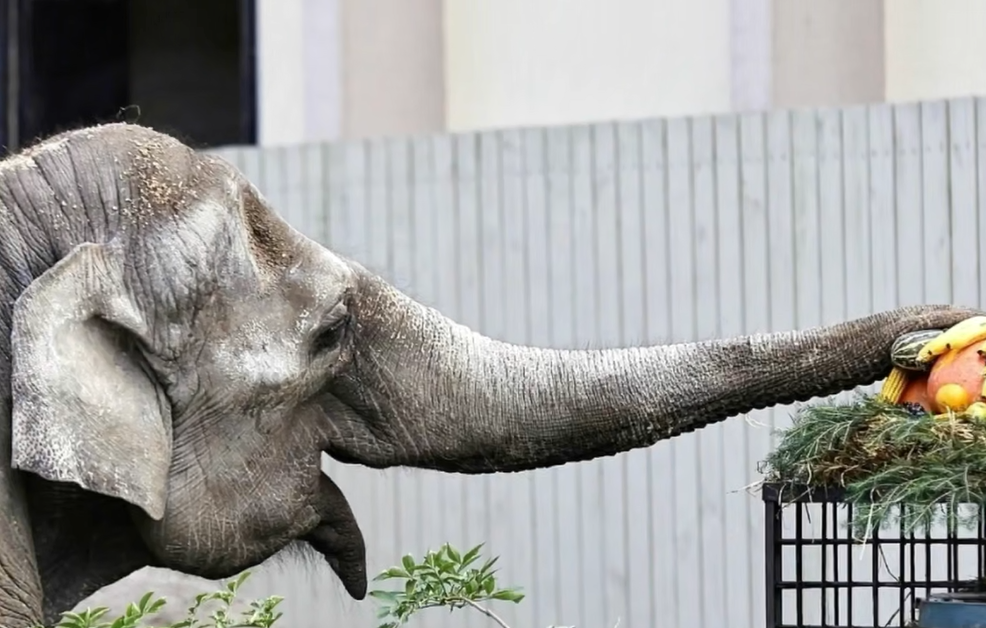 преголя 55 лет зоопарк