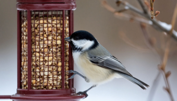 На Куршской косе попросили посетителей взять с собой подкормку для птиц На Куршской косе попросили посетителей взять с собой подкормку для птиц