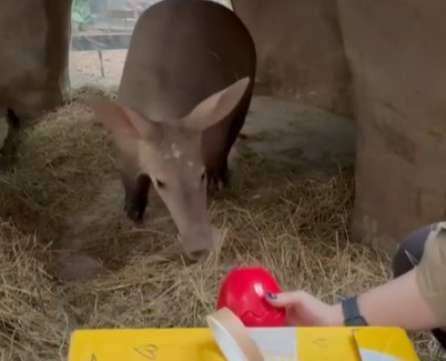 Червячки, подарки и «думалка»: в калининградском зоопарке отметили день рождения Терика