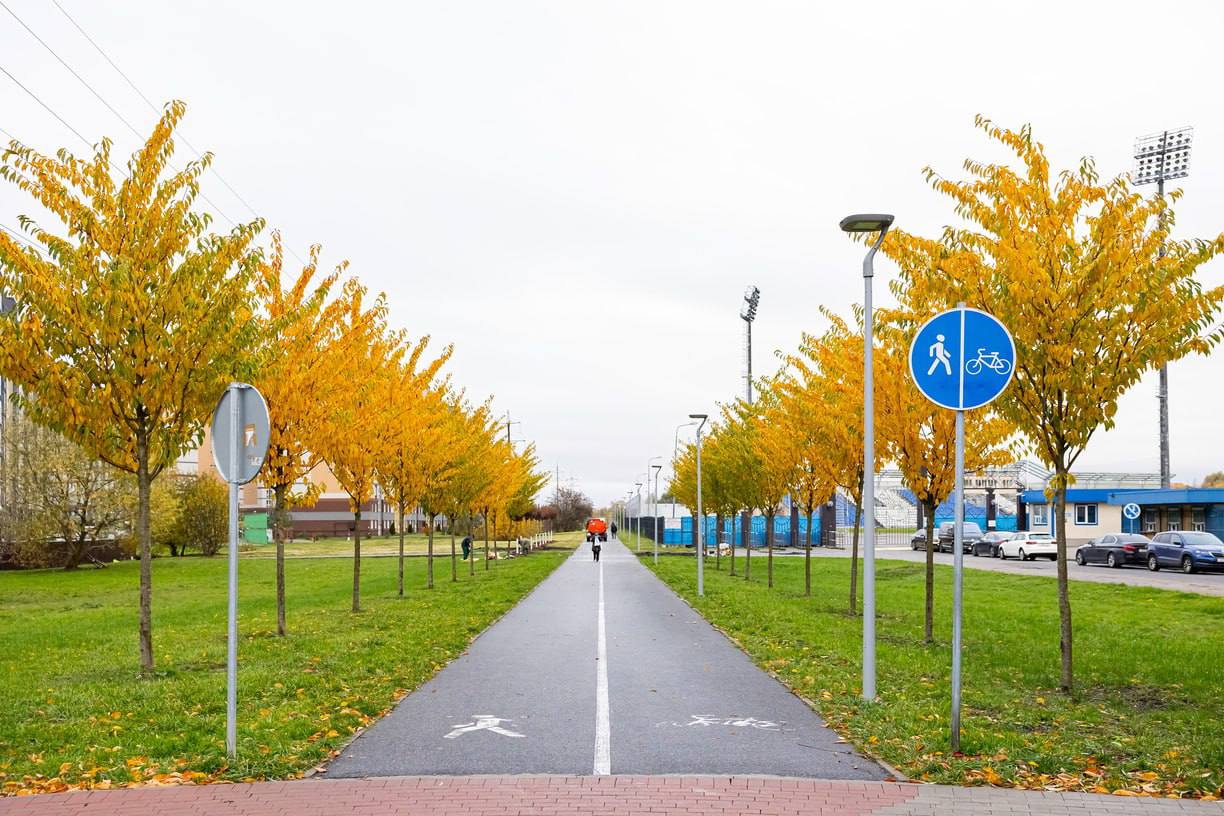 В Калининграде планируют высадить 636 деревьев для восстановления зелёного убранства города
