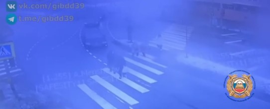 В Калининграде водитель «Фольксвагена» сбил ребёнка на пешеходном переходе