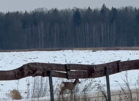 косуля гуляет наше