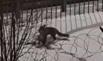 В Калининграде и области животные выходят к людям в поисках еды В Калининграде и области животные выходят к людям в поисках еды