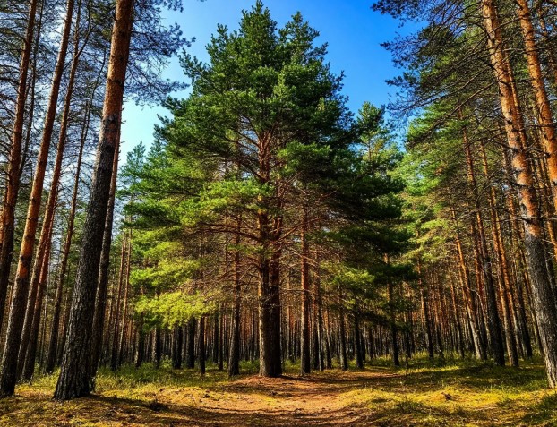 В Неманском районе мужчина вырубил сосну на миллион рублей