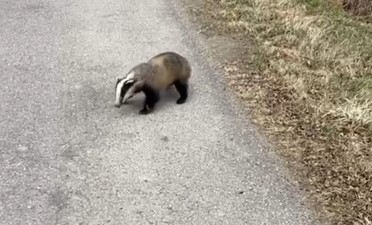 В Мамоново женщина встретила дикого барсука