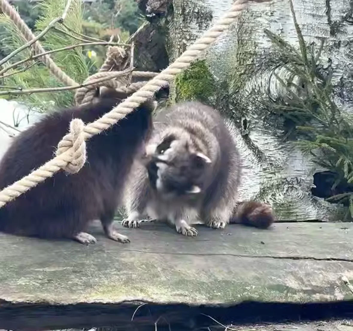 В Калининградском зоопарке еноты вышли из зимней полуспячки и устроили разборки
