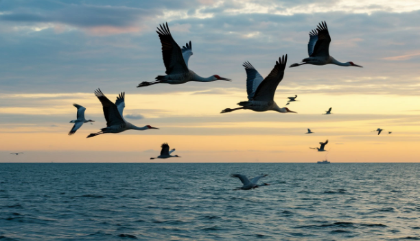 Орнитолог о перелётных птицах в Калининградской области: каждую неделю будем замечать по новому виду Орнитолог о перелётных птицах в Калининградской области: каждую неделю будем замечать по новому виду