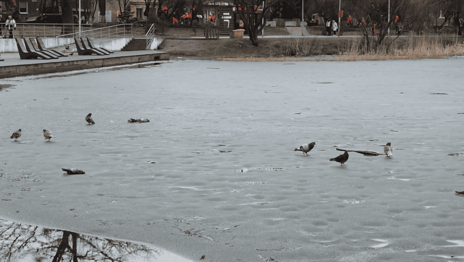 Минприроды региона проверит озеро Летнее после мора рыбы