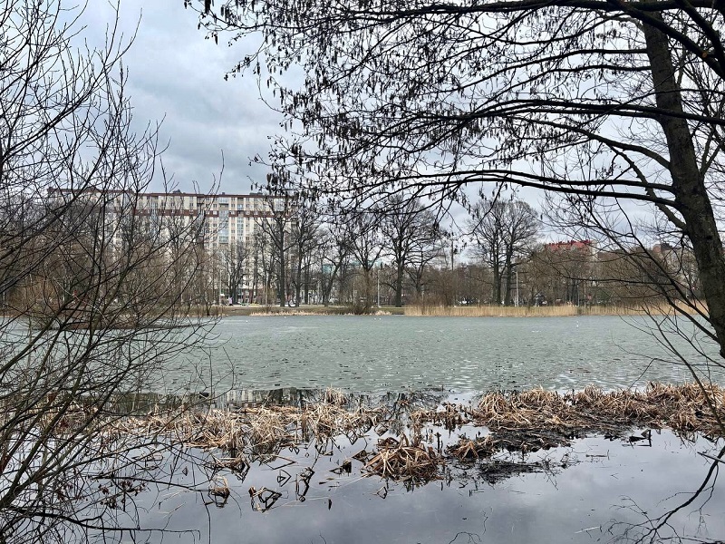 В Минприроды опровергли массовую гибель рыб на Летнем озере