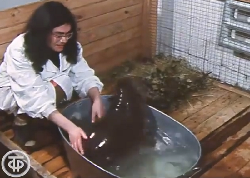 Ушла из жизни ветеран Калининградского зоопарка, которая выкормила первого советского карликового бегемота