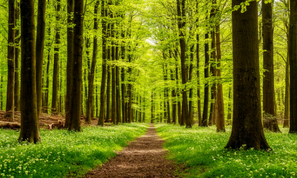 В Калининградской области с 28 апреля нельзя будет ходить в лес