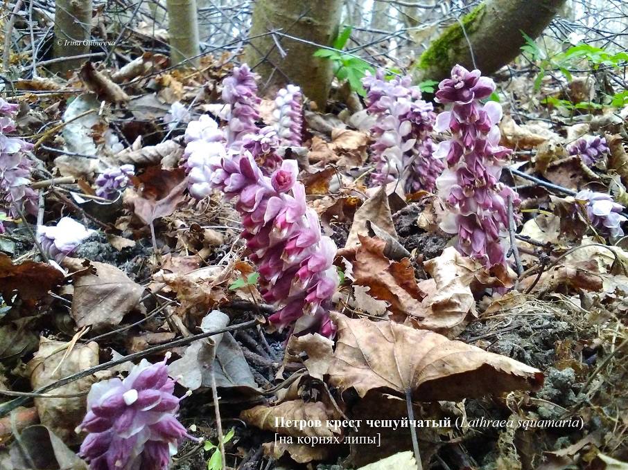 На Куршской косе заметили растение, которое живёт под землёй годами