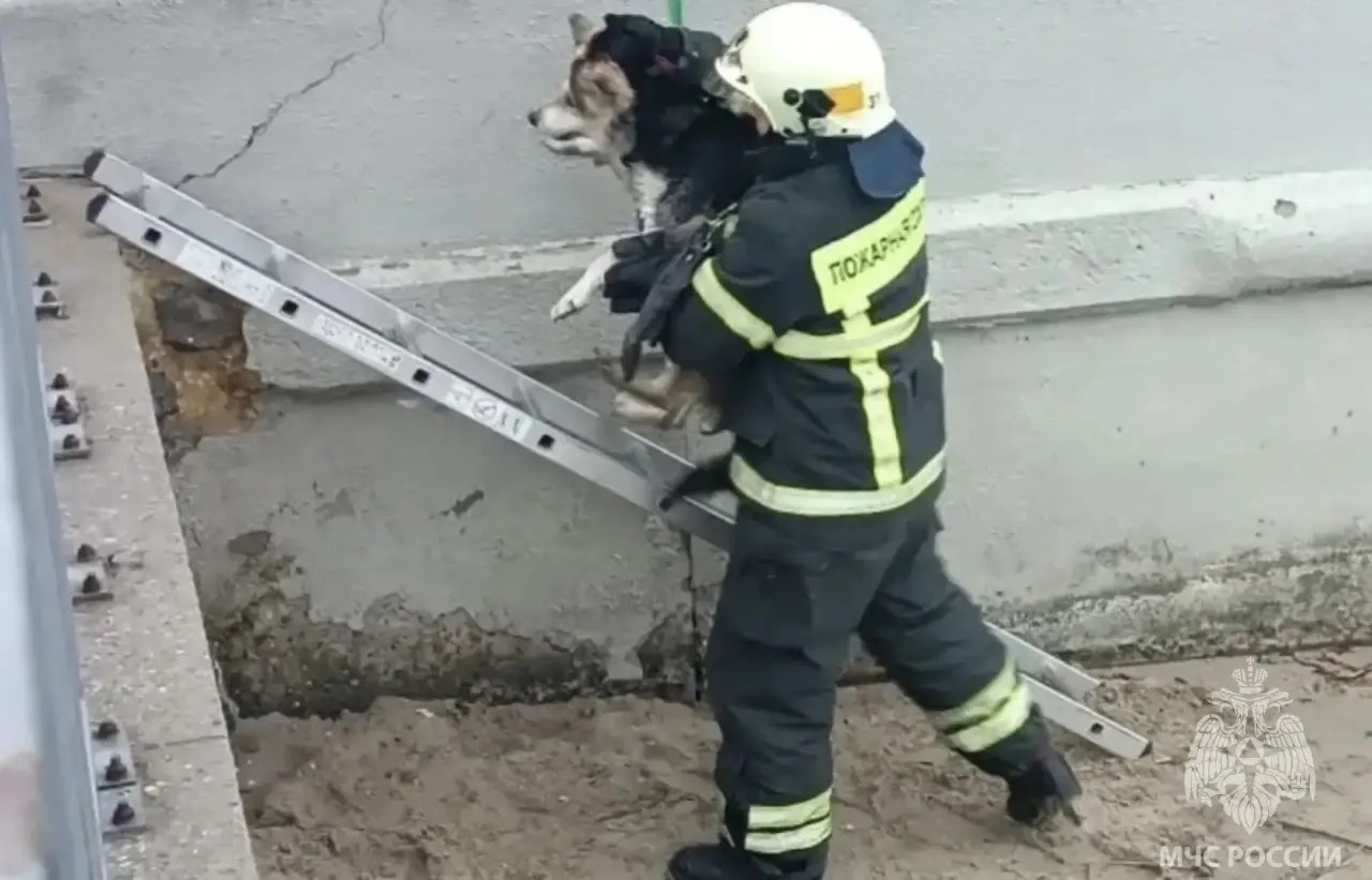 В Светлом спасли из воды собаку, которая оказалась в морском канале В Светлом спасли из воды собаку, которая оказалась в морском канале