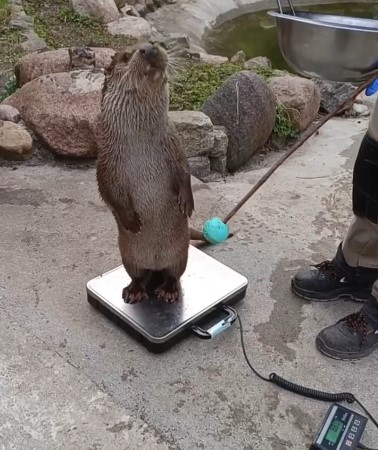 В Калининградском зоопарке показали, как взвешивают выдр