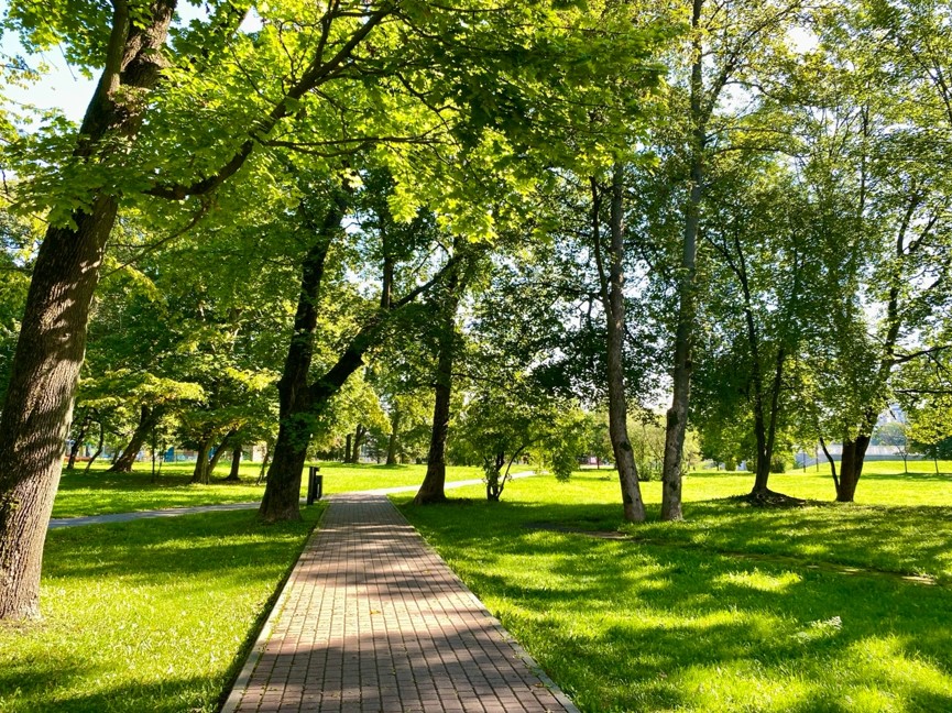 В Калининграде с 5 апреля запрещается обрезка зелёных насаждений