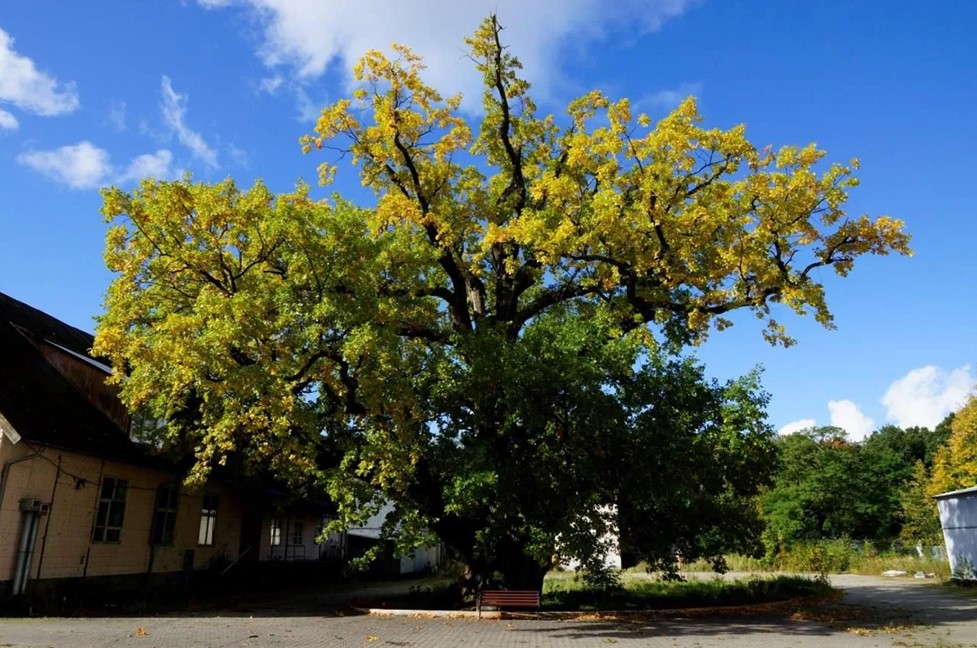 800-летний дуб в Ладушкине передали в управление муниципалитета
