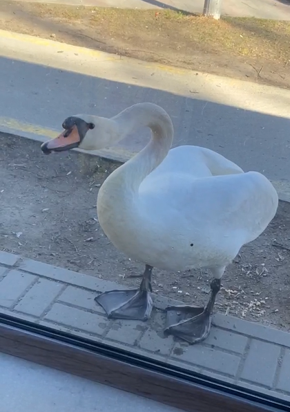 лебедь кофеман 2