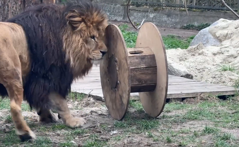 День рождения льва Тиграна будут отмечать 15 апреля