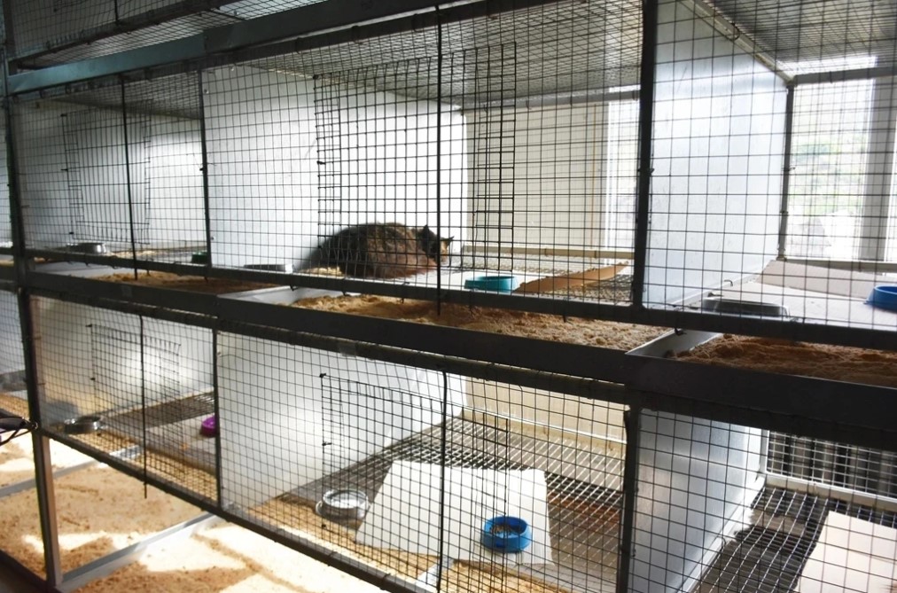 В центре для безнадзорных животных установили новый вольер с выгульной площадкой
