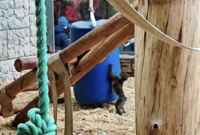 В Калининградском зоопарке показали подросшего детеныша мандрила