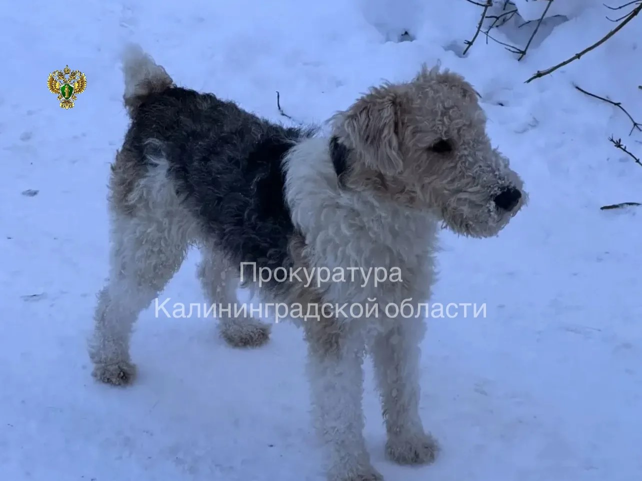 Пенсионерке из Краснознаменска выплатят моральную компенсацию за нападение собаки