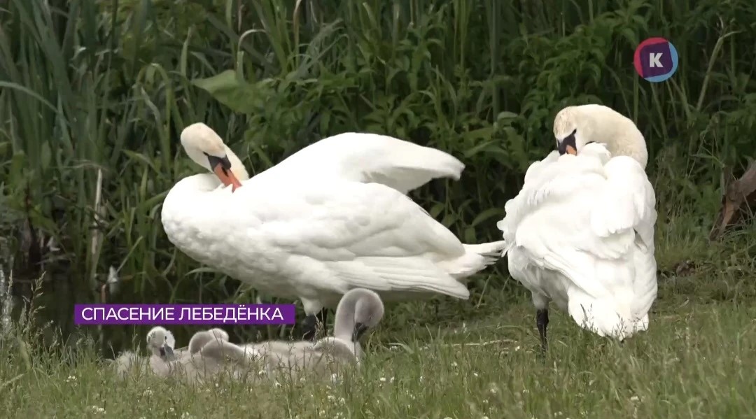 Один из птенцов лебедя-кофемана оказался на больничной койке