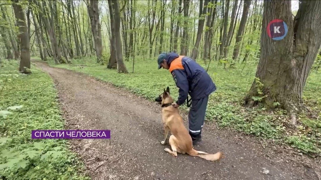 Собаки, которые спасают жизни
