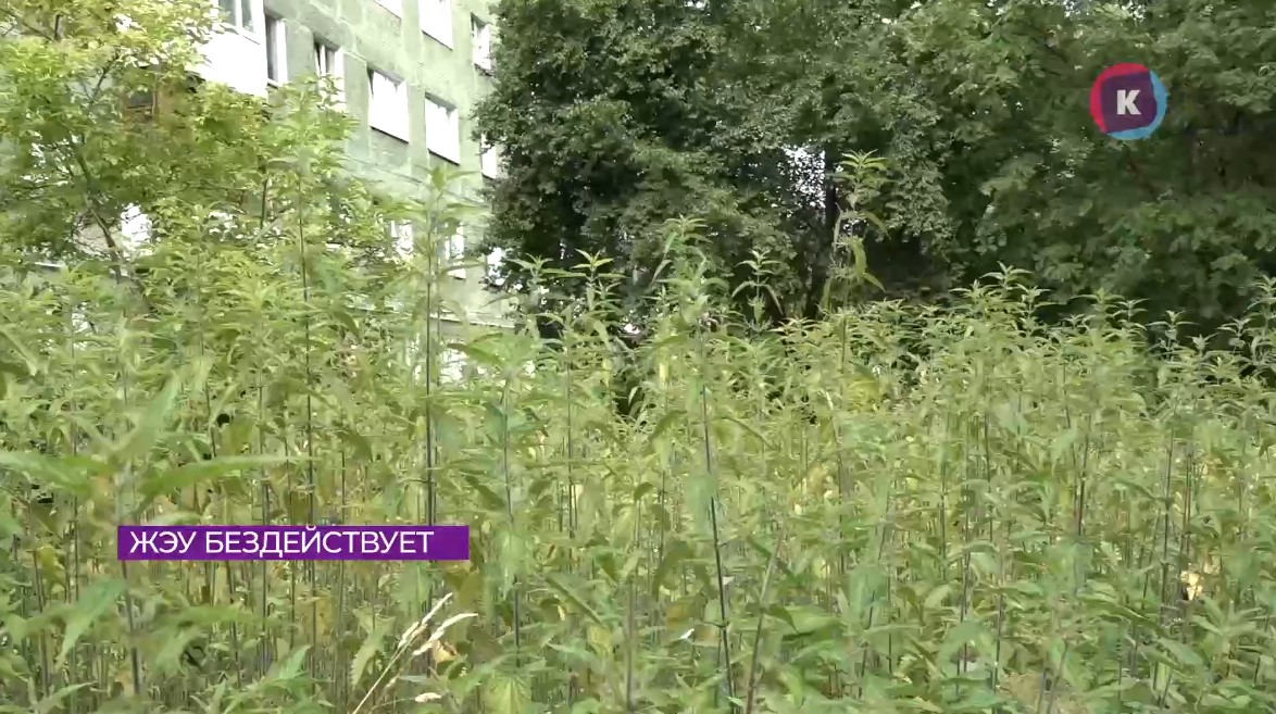 На Ленинском проспекте, 39А, исчезли дворники: война местных жителей с ЖЭУ идёт уже почти год