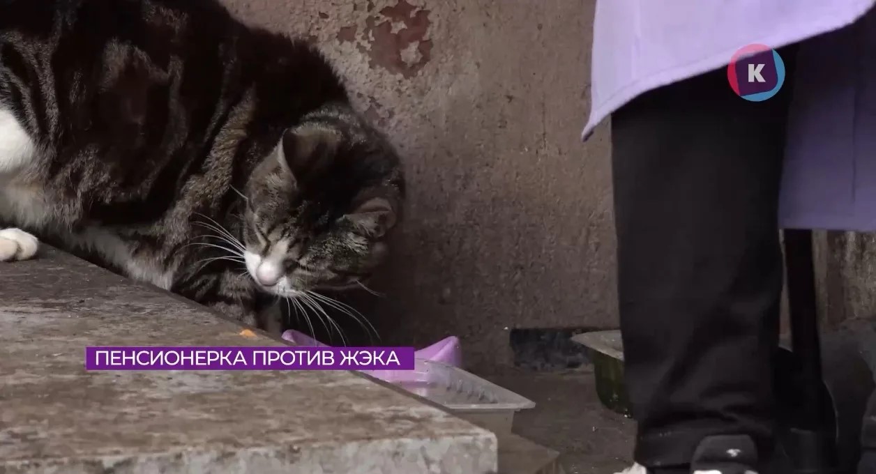 76-летняя пенсионерка обивает пороги учреждений в борьбе за дворовых кошек 76-летняя пенсионерка обивает пороги учреждений в борьбе за дворовых кошек