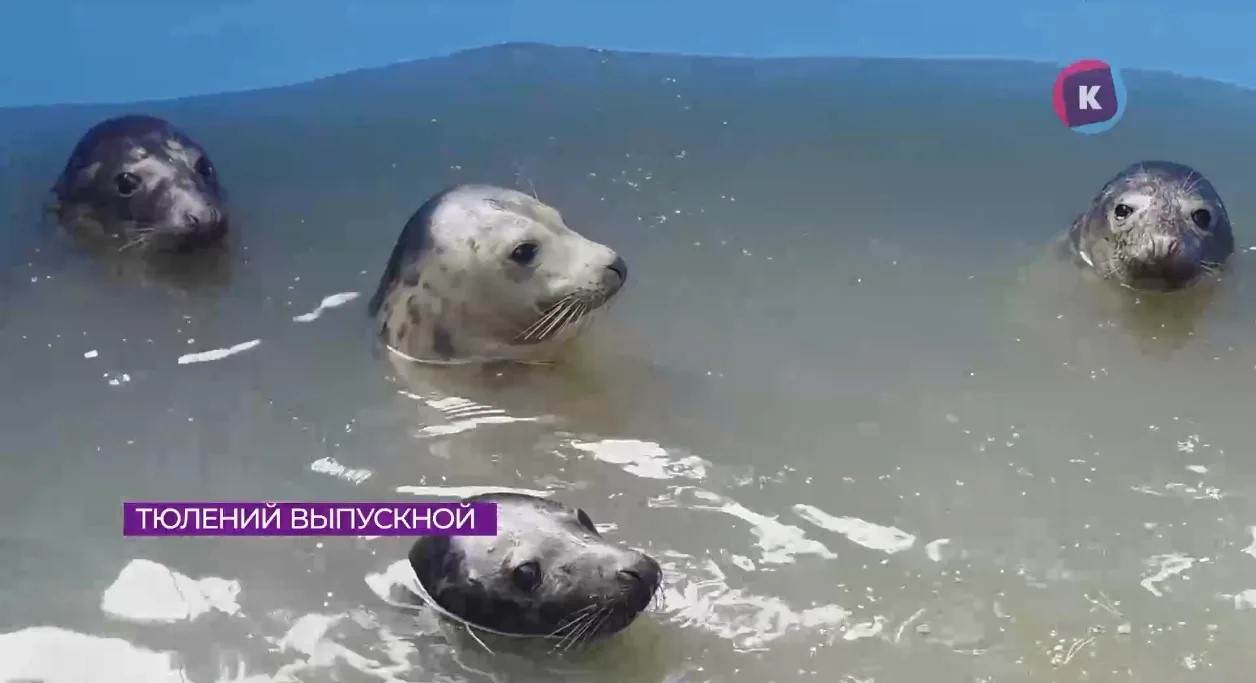 Три краснокнижных серых тюленя вернулись в Балтийское море после реабилитации