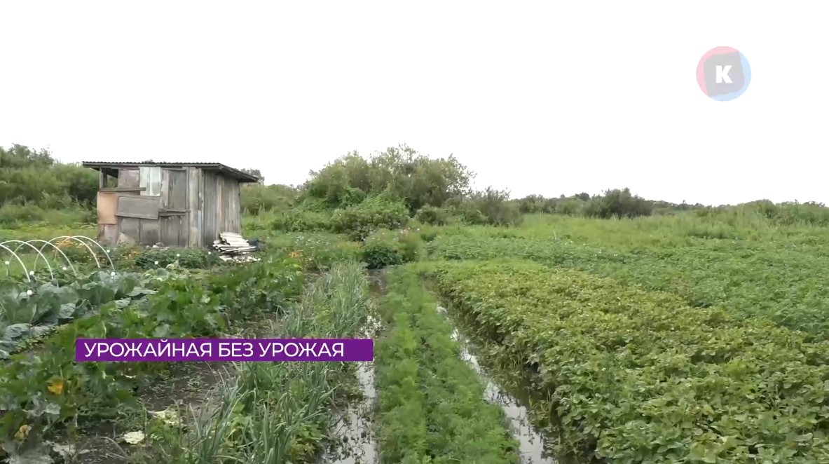 Урожай под угрозой: дачники под Калининградом бьют тревогу из-за потопа