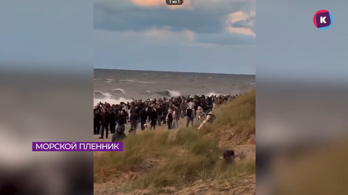 Корабль на мели: пляж Янтарного штурмуют толпы калининградцев Корабль на мели: пляж Янтарного штурмуют толпы калининградцев