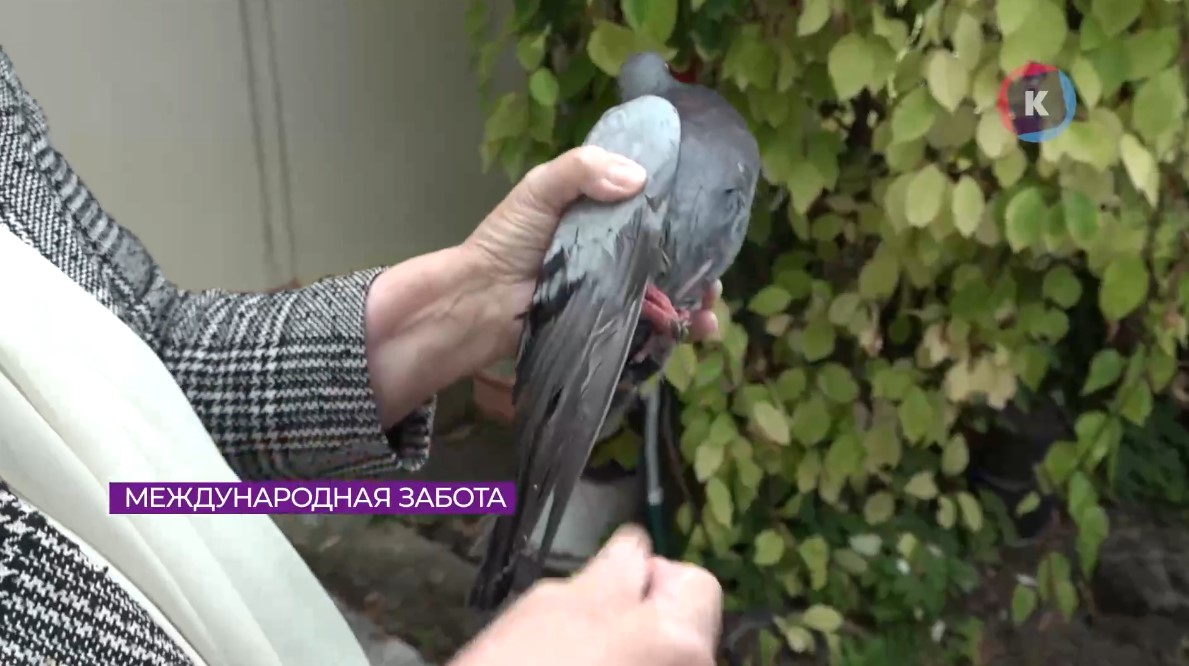 Калининградские пенсионеры выхаживают заблудившегося польского голубя