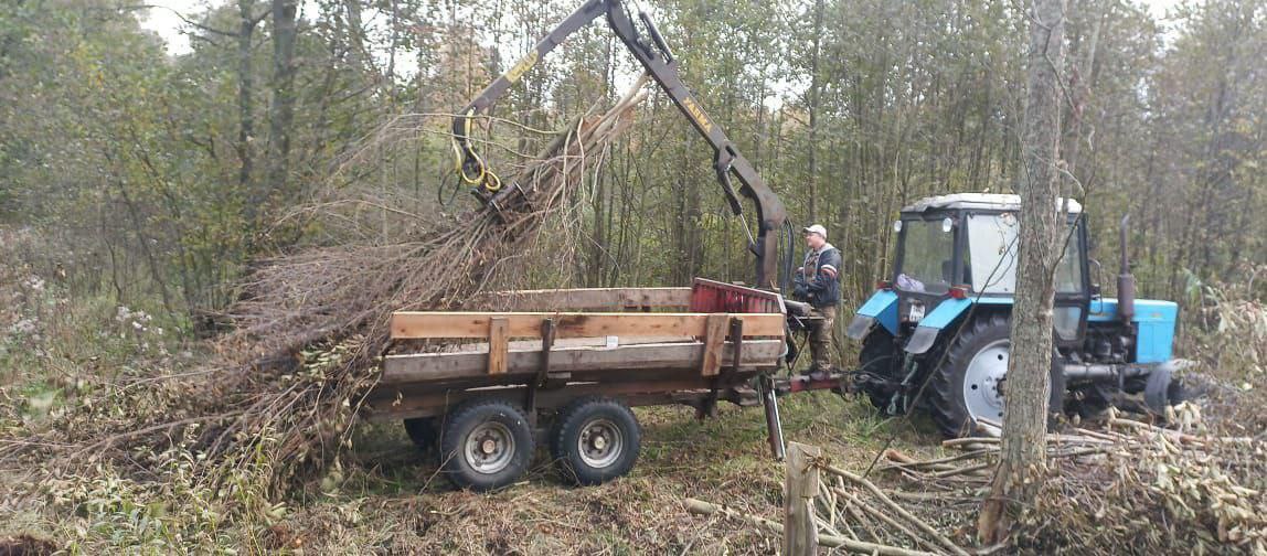 На Куршской косе предупредили об уборке аварийных деревьев