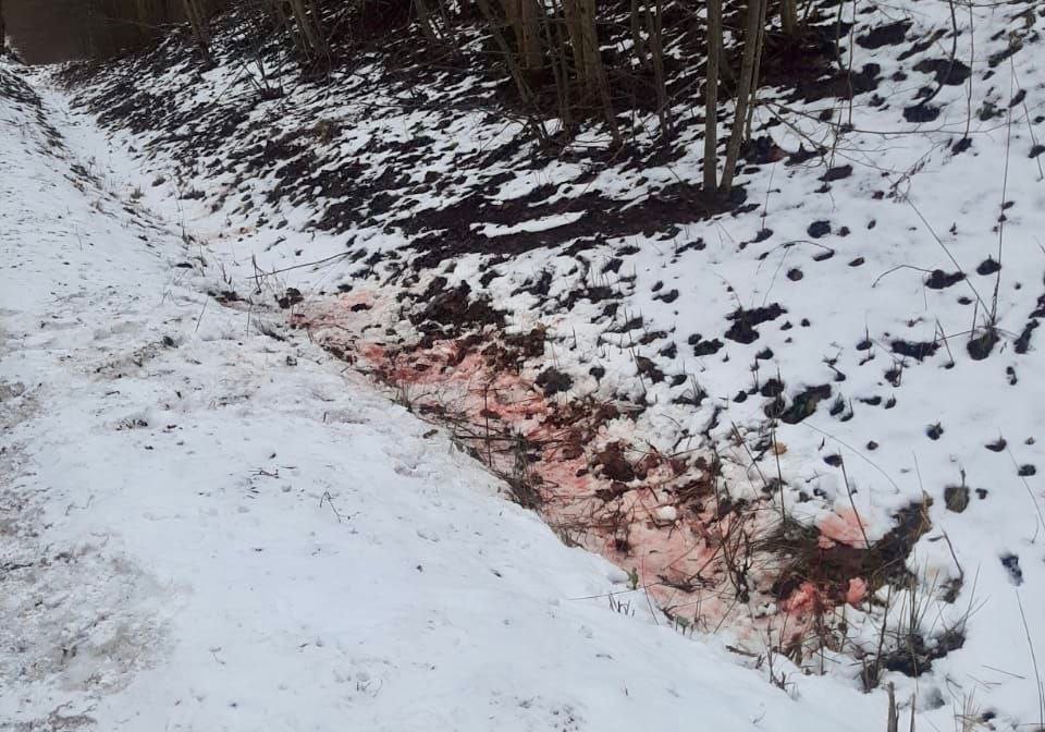 В нацпарке «Виштынецкий» застрелили косулю, возбуждено уголовное дело