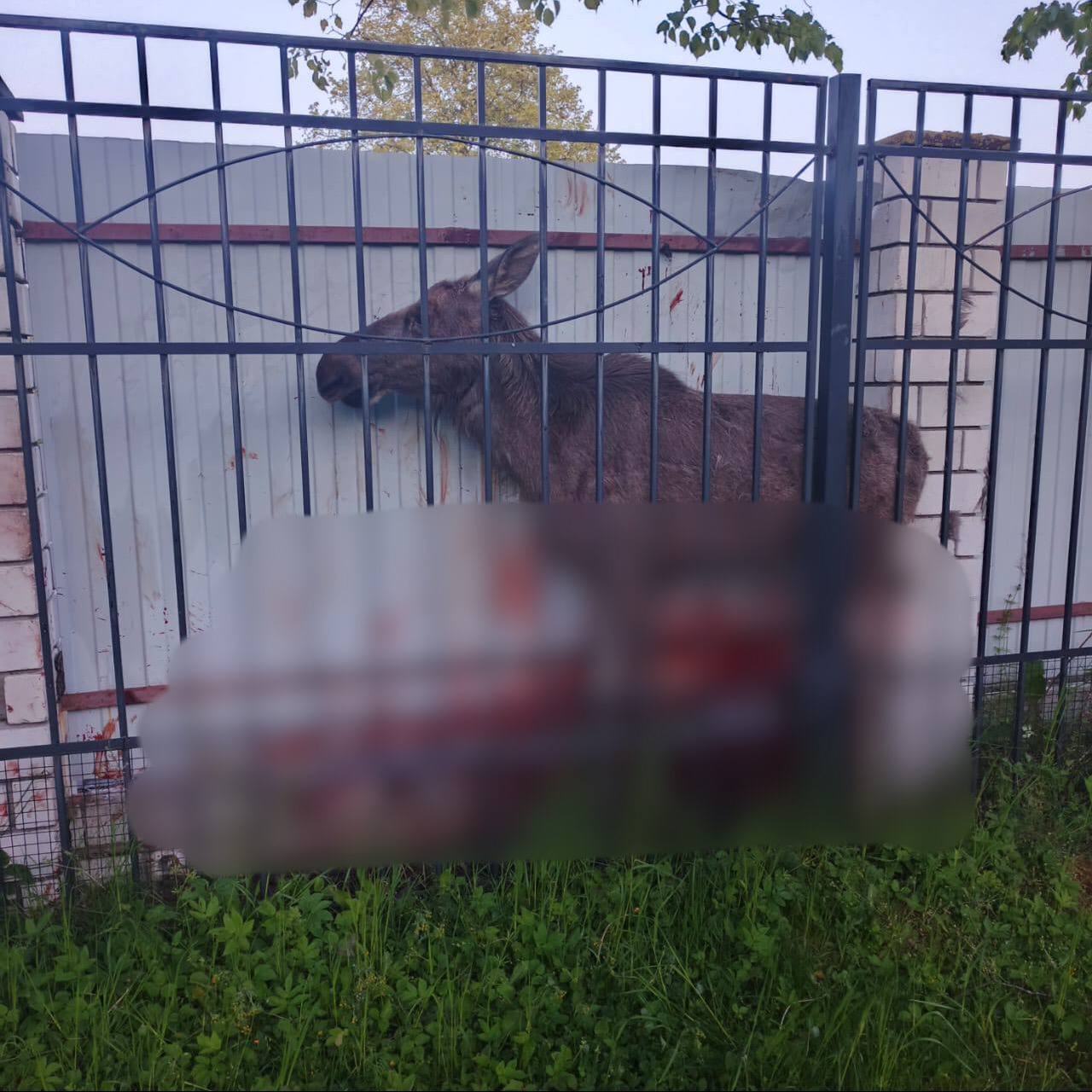 В Янтарном погиб лось, перерезав трахею о профлист