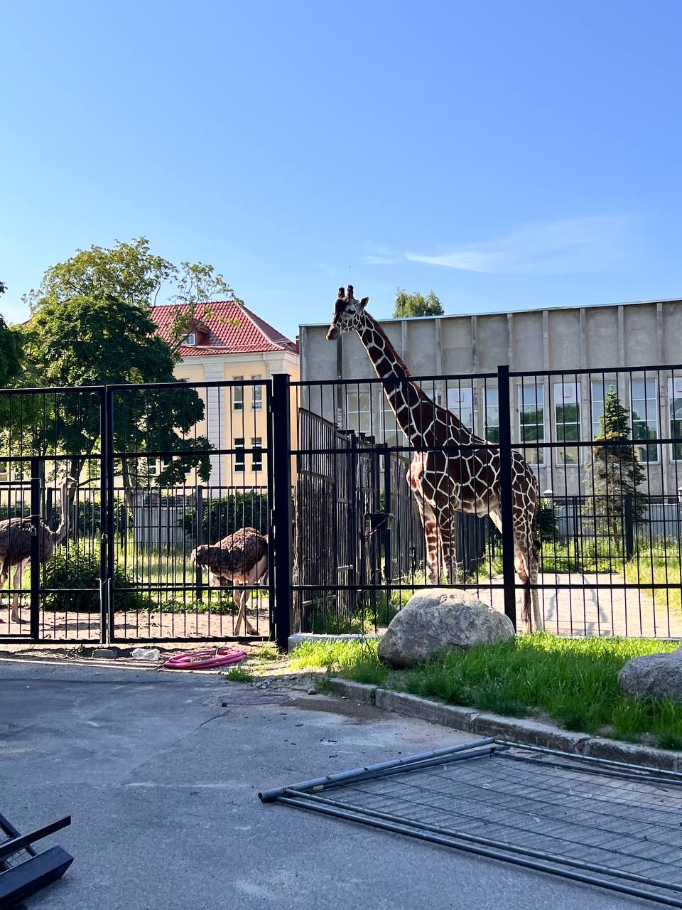 В Калининградском зоопарке приостановили показательные кормления жирафов из-за ремонта