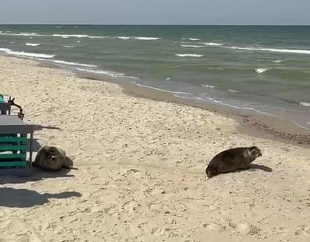 На Куршской косе в море выпустили двух серых тюленят после реабилитации