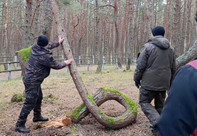 На Куршской косе ветер снёс легендарное дерево из Танцующего леса На Куршской косе ветер снёс легендарное дерево из Танцующего леса