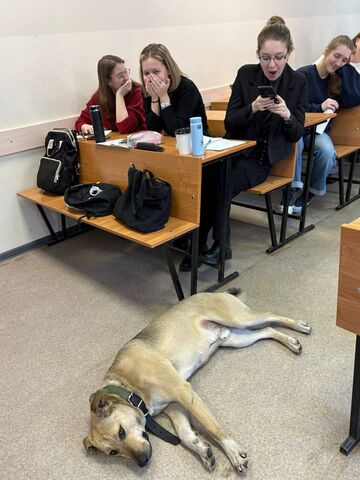 В БФУ собака стала одним из слушателей лекций