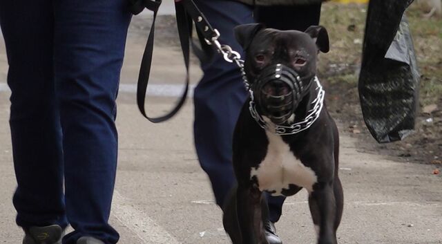 анна хозяйка питбуля 93435664