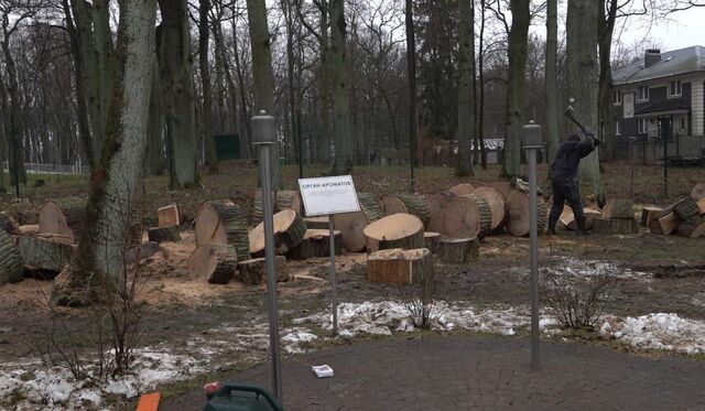 В парке Гурьевска собираются спилить около 300 деревьев  