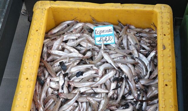 корюшка 9823232323