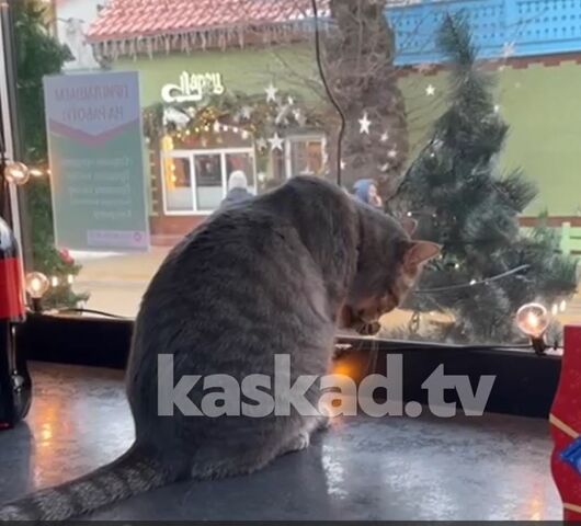 «Уволенного» из магазина в Зеленоградске кота Сергея номинировали на «Лохматый оскар»  