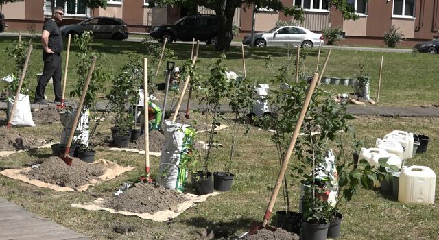 150 кустов сирени высадили выпускники-2026 в Калининграде